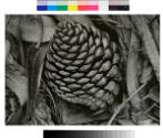 Ansel Adams, Pine Cone and Eucalyptus Leaves, 1932, gelatin silver print, 6 x 8 3/8 in. Gift of…