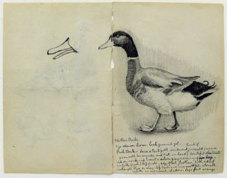 Untitled (Duck Sketches)