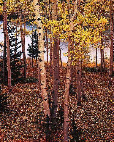 Aspens by Lake, Broadmore Lodge, Pike National Forest, Colorado