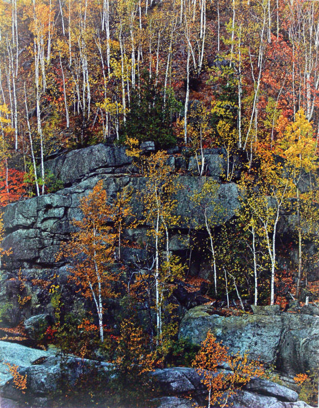 Birch Trees on Cliff, Near Keene Valley, Adirondack Park, New York