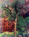 Eliot Porter, Old Cottonwood Tree, Moki Canyon, Glen Canyon, Utah, April 8, 1963, April 8, 1963…
