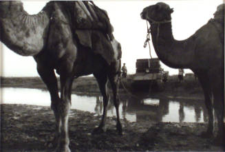 Camels Helping the Red Army
