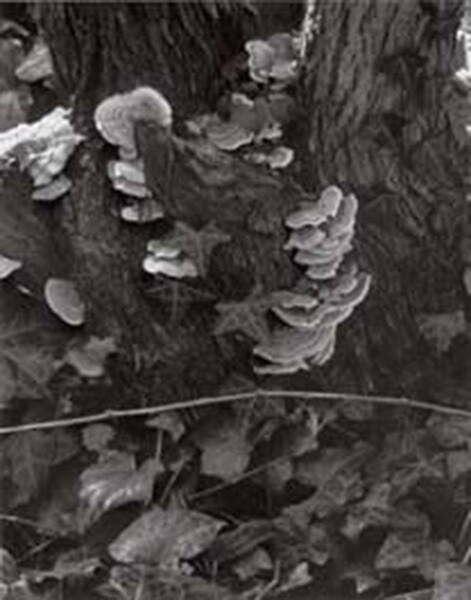 Fungus, Orgeval (from Portfolio Two: The Garden)