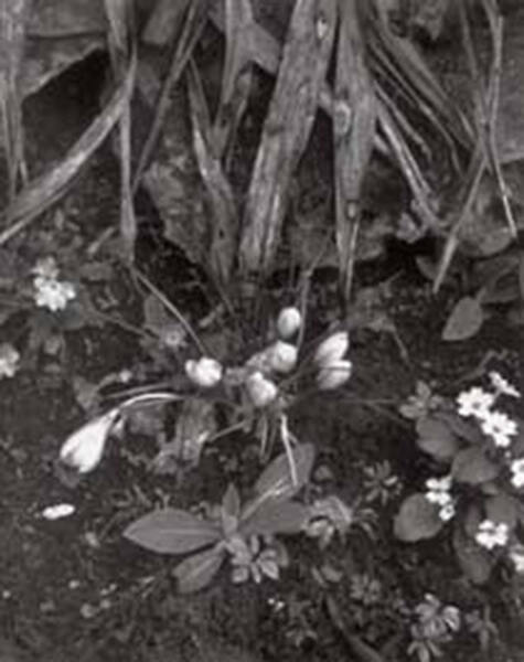 Crocuses and Primroses, Orgeval (from Portfolio Two: The Garden)