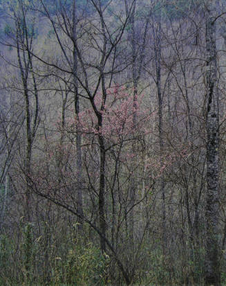 Red Bud, Red River Gorge, Kentucky