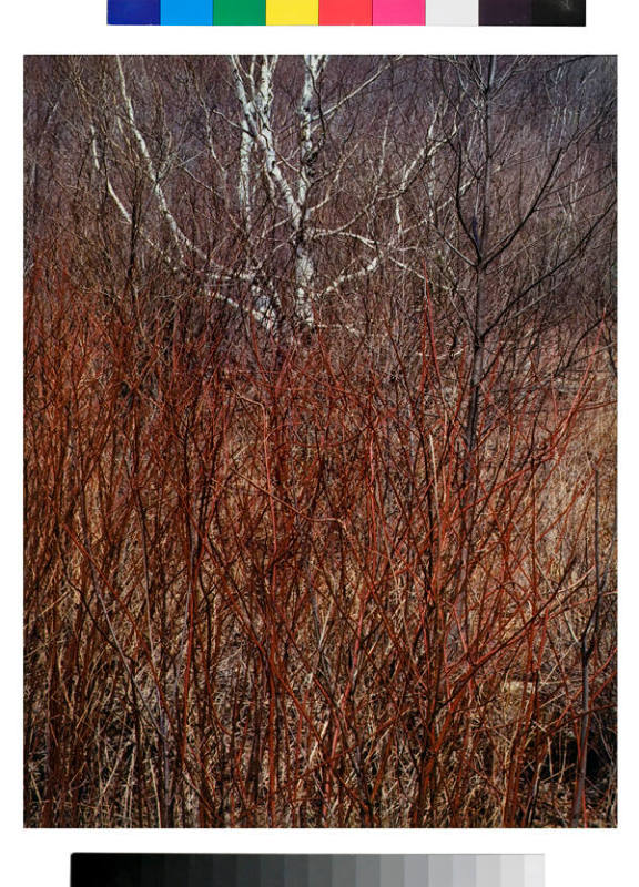 Red Osier, near Great Barrington, Massachusetts