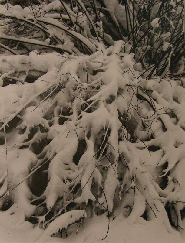 Snow on Willows, Hyde Park, New Mexico 1959, (from the Southwest Portfolio)