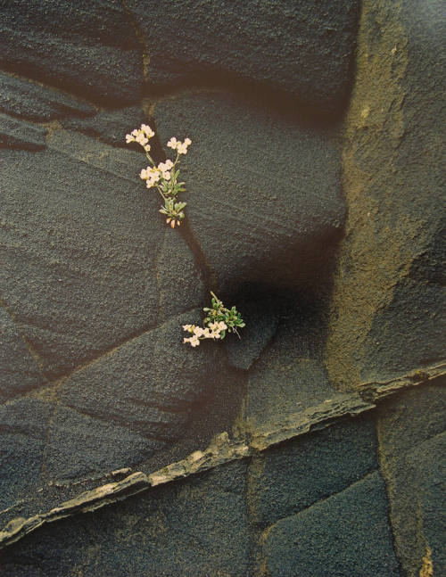 White Flower in Ash Cliff, (from the "Iceland" portfolio)