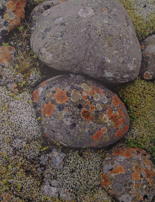 Lichens on River Stone, (from the "Iceland" portfolio)