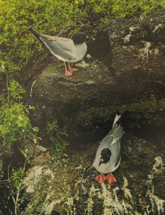 Swallowtail Gulls, Tower Island, Galapagos