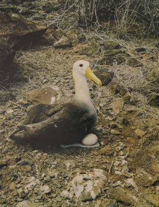 Albatross, Hood Island, Galapagos