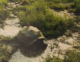 Tortoise and Vermilion Flycatcher, Santa Cruz, Galapagos