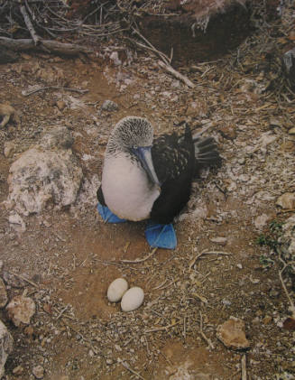 Blue-Footed Booby, Champion Island, Galapagos