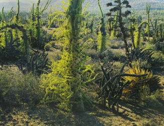 Vegetation, Baja California