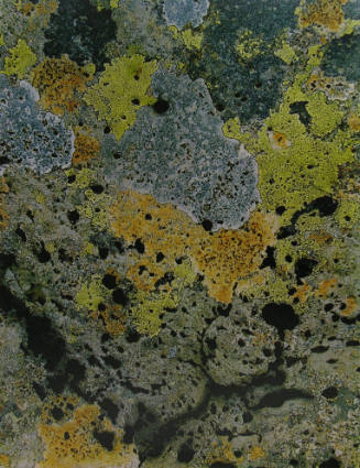 Lichens, Iceland