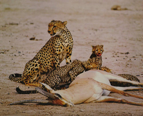 Cheetah with Cubs and Kill, Amboseli