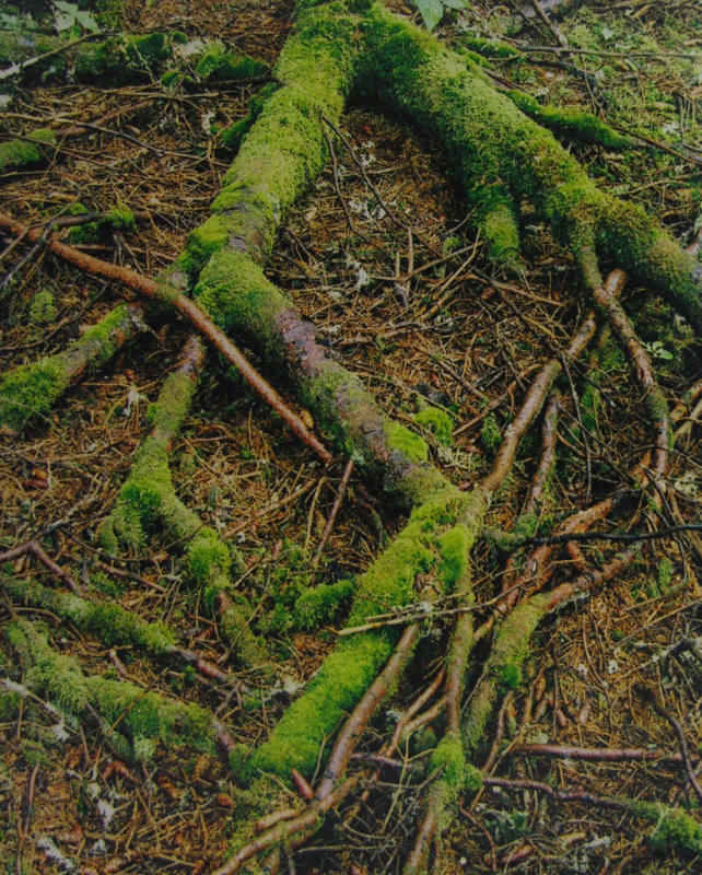 Moss Covered Roots, Great Spruce Head Island, Maine