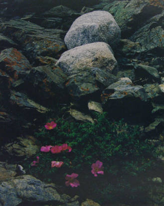 Erratic Boulders & Rugosa Roses, Chain Links, Barred Island, ME