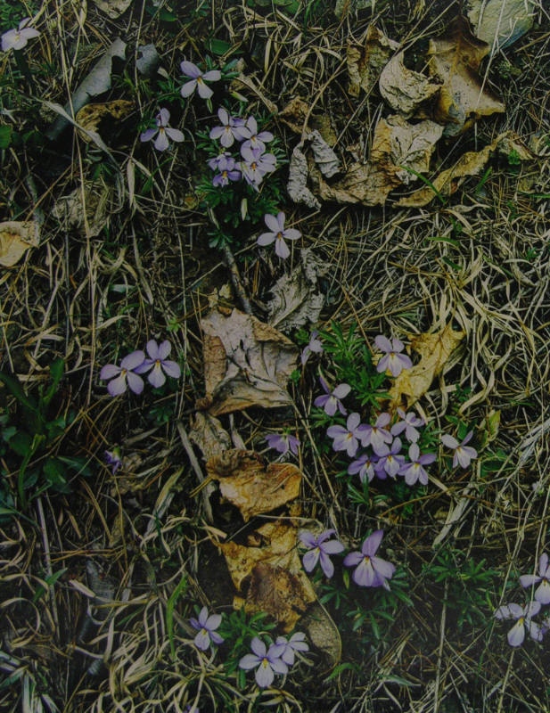 Bird's Foot Violets, Great Smoky Mountains