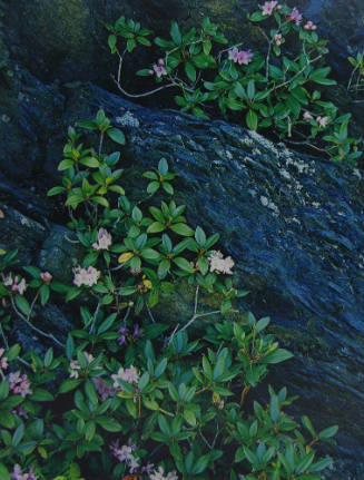 Low Growing Rhododendrum, Great Smokey Mountains Nat'l Park, TN
