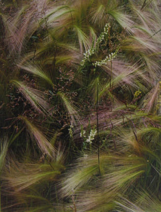Foxtail Grass, Colorado