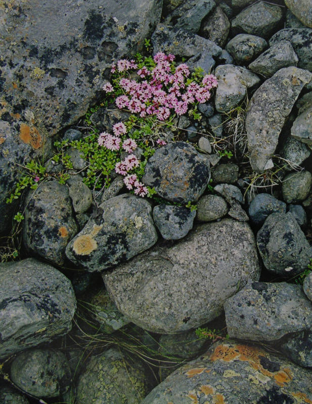 Pinks on Glacial Moraine - South Coast Iceland Portfolio(85/110)