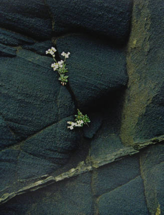 White Flower in Black Ash Cliff - Brudhidalur (85/110)