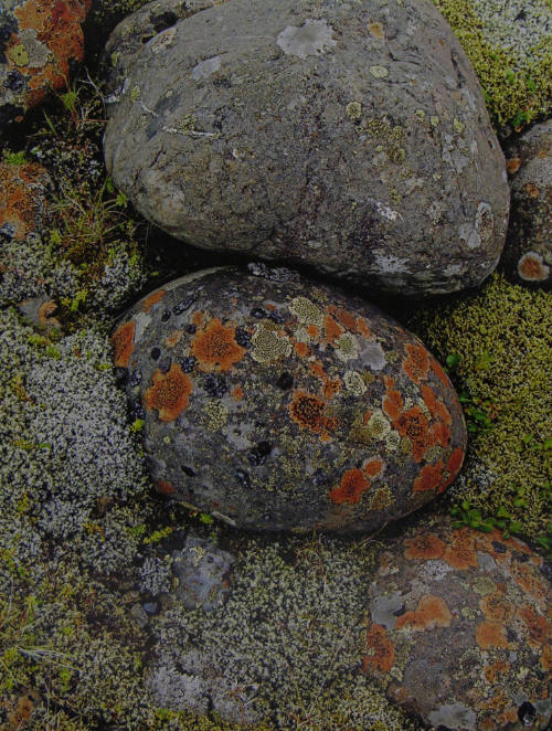 Lichens on River Stones, South Coast (85/110)