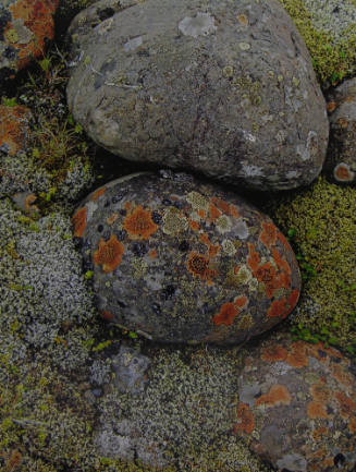 Lichens on River Stones, South Coast (85/110)