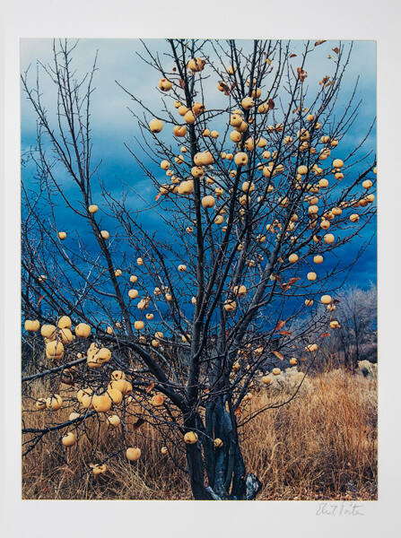 Eliot Porter, Frozen Apples, New Mexico, 1966, dye transfer print, 10 5/8 x 8 1/4 in. Collectio…