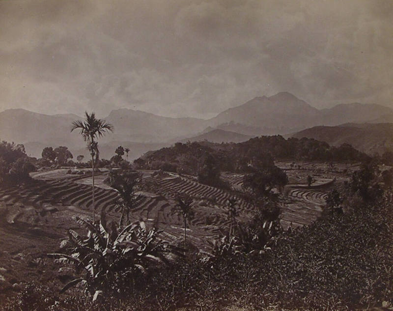 Rice Fields, Near Badulla, Ceylon