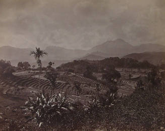 Rice Fields...From Culumbo to Cands (?)