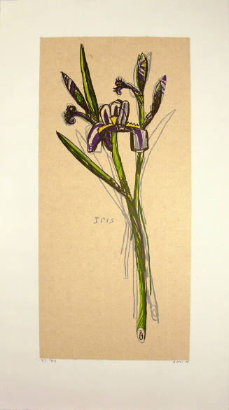 Iris