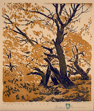 Cottonwoods