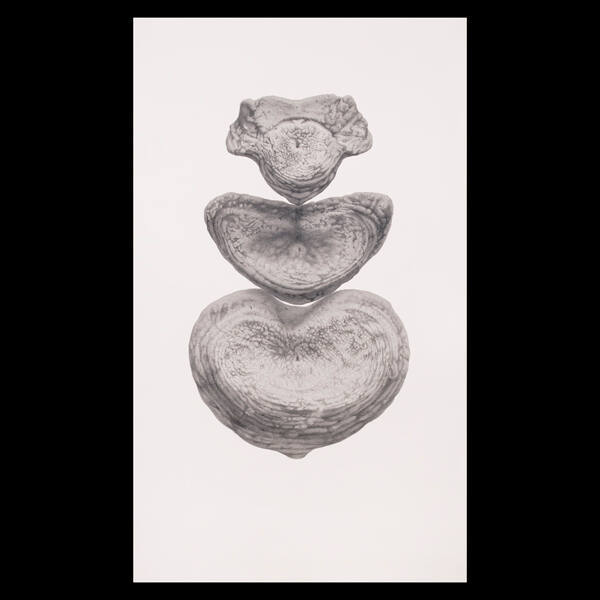 Untitled (from the Wikondiwin series)