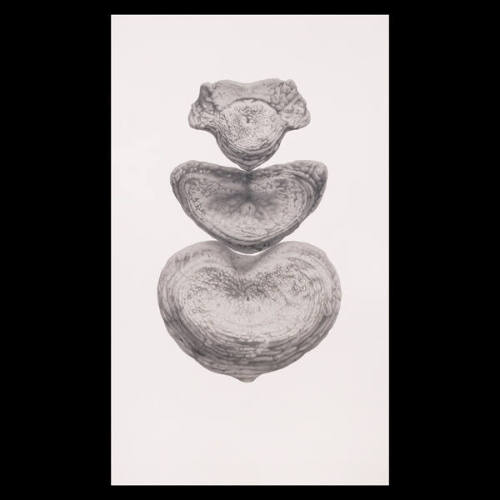 Untitled (from the Wikondiwin series)