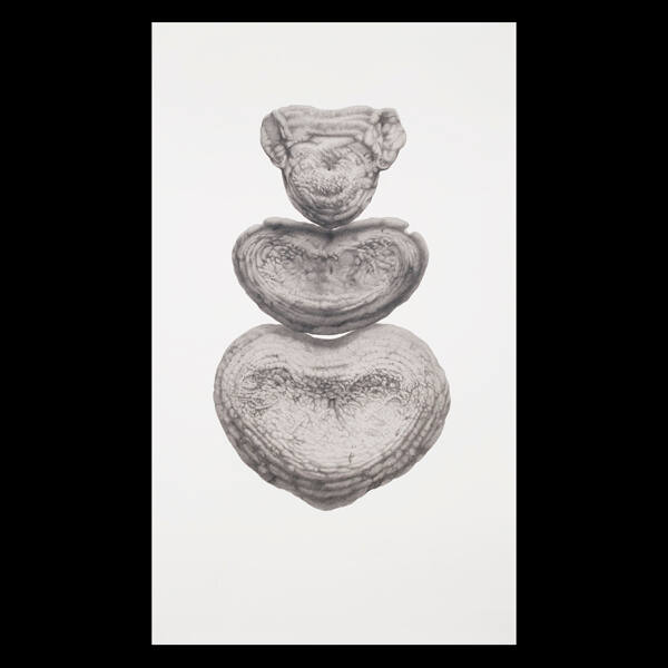 Untitled (from the Wikondiwin series)