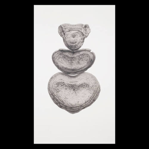 Untitled (from the Wikondiwin series)