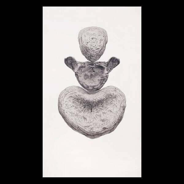 Untitled (from the Wikondiwin series)