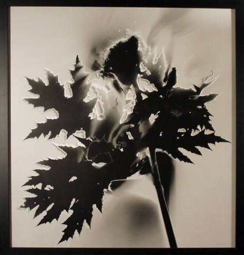 Herkulesstaude (Heracleum mantegazzianum)