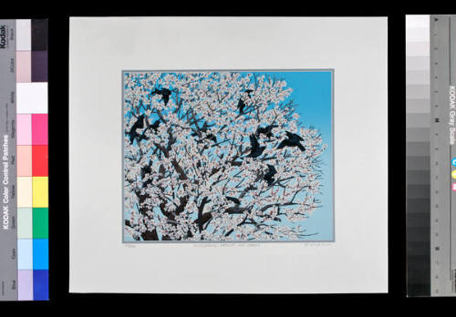 Flowering Apricot and Crows