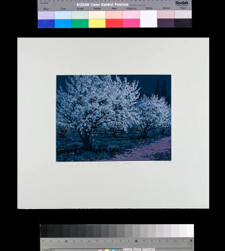 Orchard at Night - Chimayo