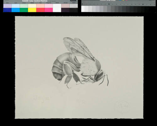 Glory bee!