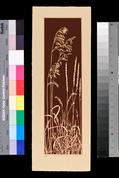 Winter Grasses
