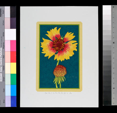 Gaillardia