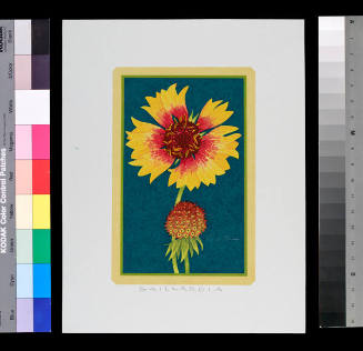 Gaillardia