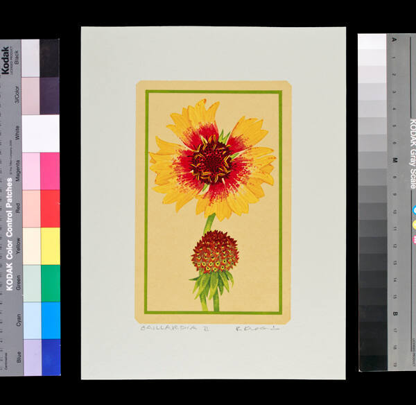 Gaillardia II