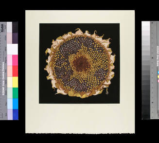 Seed Sunflower