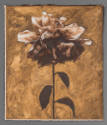 Betty Hahn, Dark Peony on Gold, 1982, Van Dyke print with watercolor, 18 15/16 x 15 1/2 in. Col…