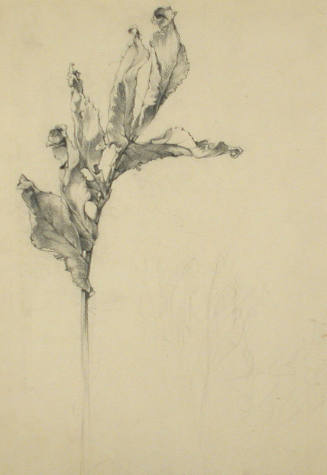 Untitled (Leaf)